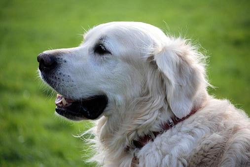 cute white dog