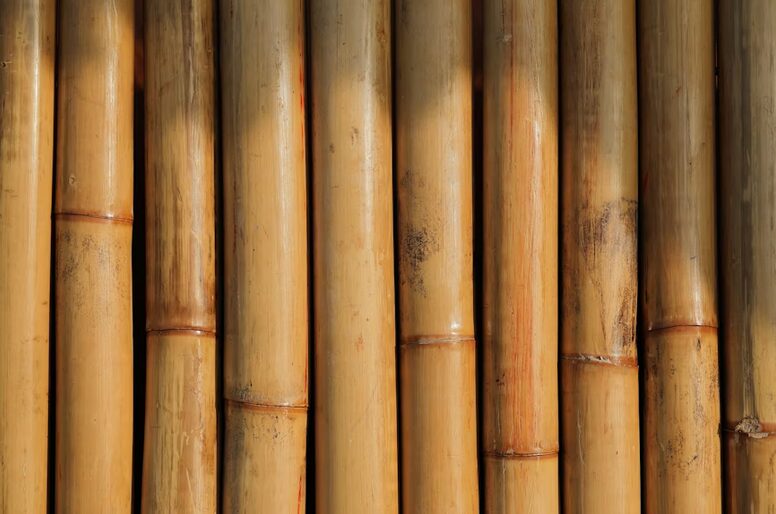 bamboo